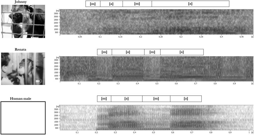 The data were analyzed for their speech patterns.