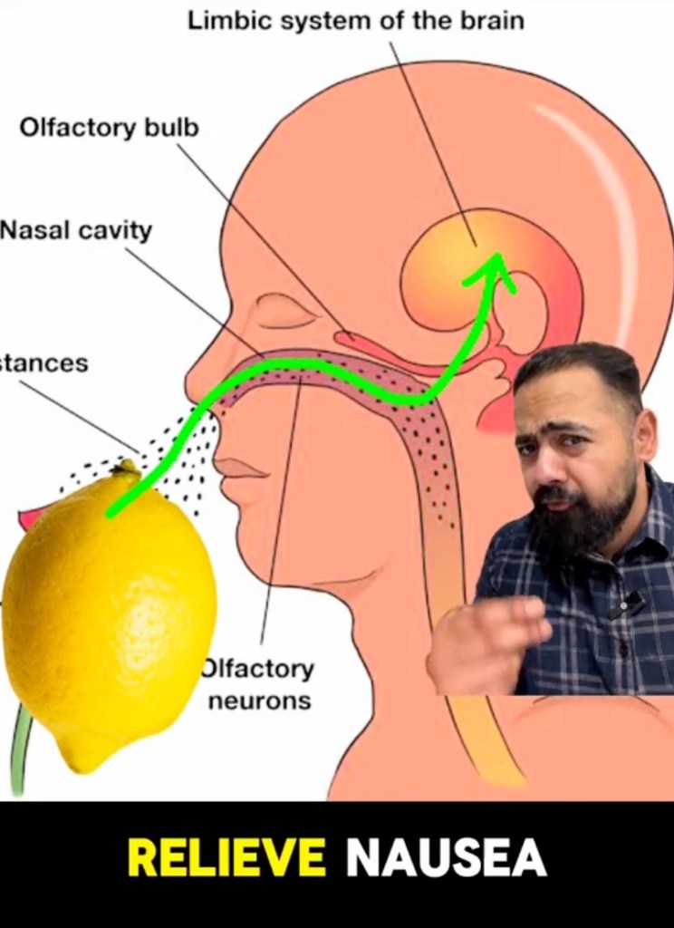 "The olfactory system is also closely related to the limbic system, which regulates nausea, so inhaling the scent of lemon stimulates the limbic system to help relieve nausea." said Rangarajan.